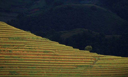 Hình ảnh ruộng bậc thang tuyệt đẹp ở  Mù Cang Chải lọt top ảnh du lịch đẹp nhất thế giới. Người H'mông đã canh tác trên những thửa ruộng bậc thang này từ hàng trăm năm nay.